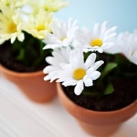 dirt cake in flowerpots