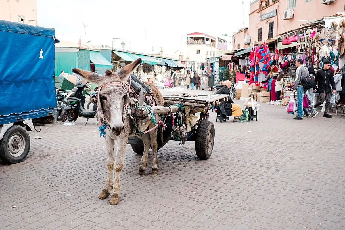 Traveling with kids - Marrakech, Morocco